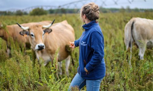 Longhorn Highland Fleece