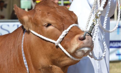 Cattle Showing