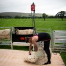 Longhorn Shearing Singlet - Suffolk Lifestyle