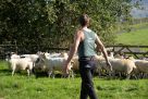 Longhorn Original Shearing Singlet - Lifestyle